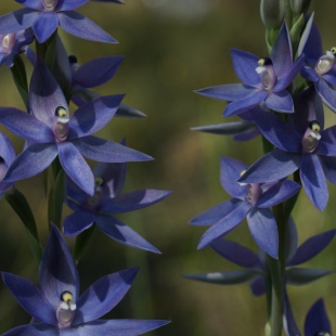 Thelymitra macrophylla